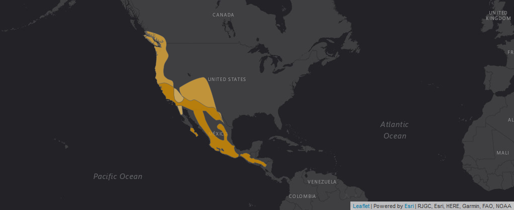 Map of geographic range of Band-Tailed Pigeon west coast from Southern Canada and North Washington to Southern Mexico highlighted